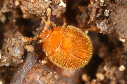 Sphaerosoma quercus
